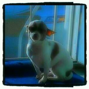 Meet your Posher, Jen